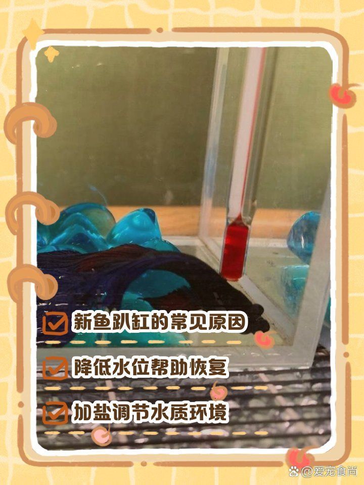 新魚趴缸恢復最快的方法 新魚趴缸恢復最快的方法 龍魚百科 第1張