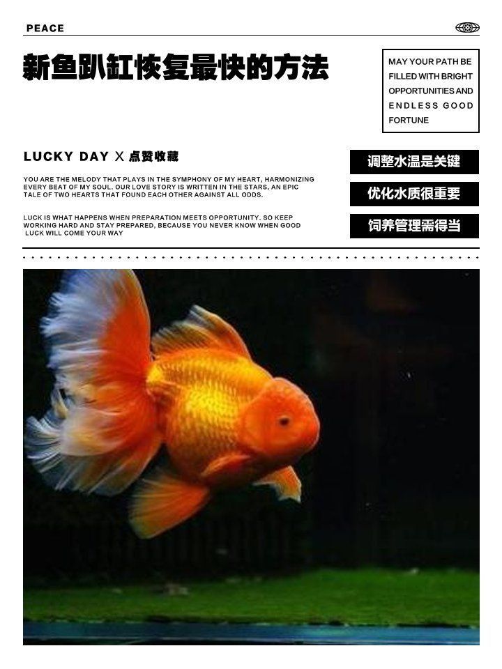 新魚趴缸恢復最快的方法 新魚趴缸恢復最快的方法 龍魚百科 第5張