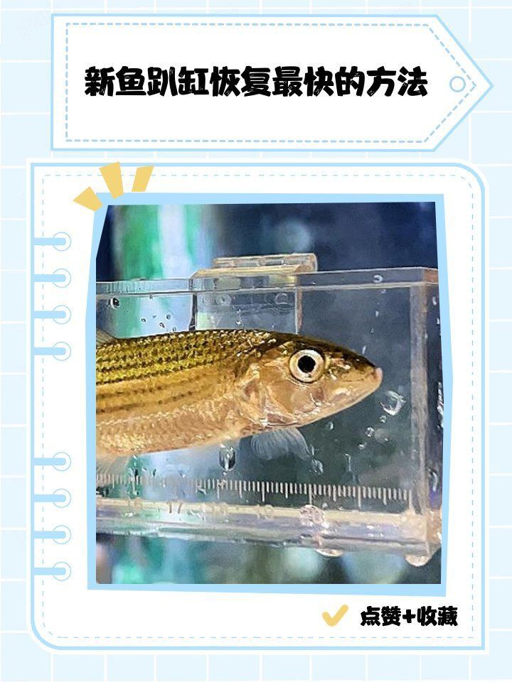 新魚趴缸恢復最快的方法 新魚趴缸恢復最快的方法 龍魚百科 第3張