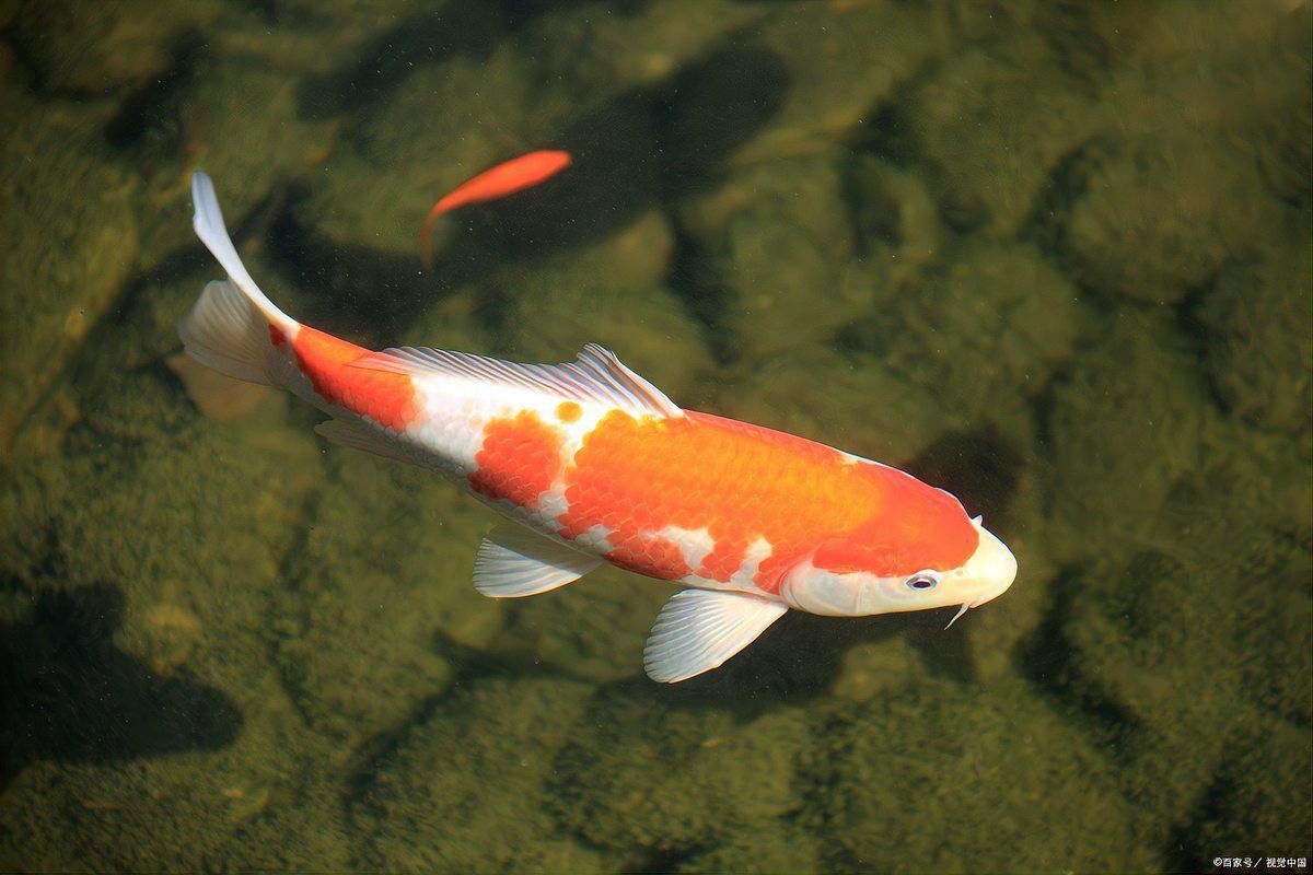 新魚趴缸恢復最快的方法 新魚趴缸恢復最快的方法 龍魚百科 第7張