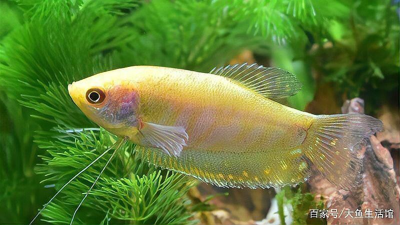 曼龍魚(yú)可以跟孔雀魚(yú)混養(yǎng)嗎