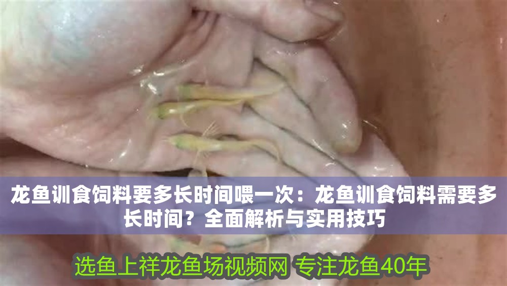 龍魚訓食飼料要多長時間喂一次：龍魚訓食飼料需要多長時間？全面解析與實用技巧