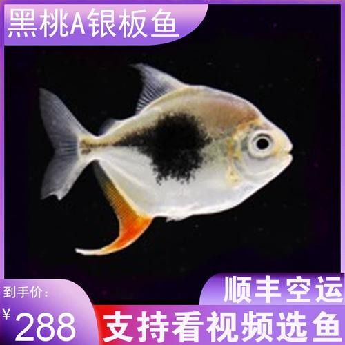 金龍魚和粗線混養好嗎圖片對比