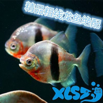金龍魚和粗線混養好嗎圖片對比