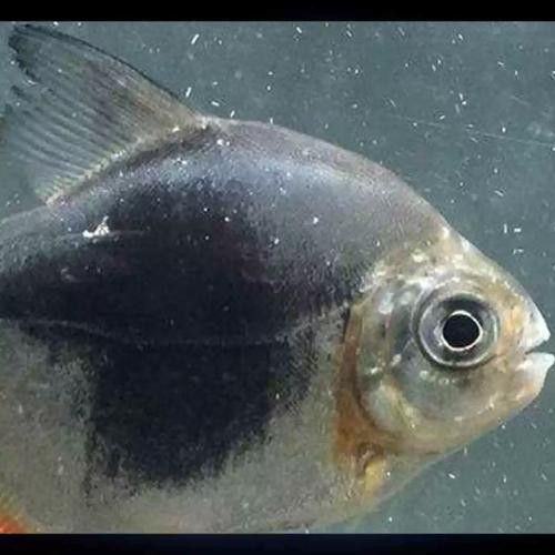 金龍魚和粗線混養好嗎圖片對比