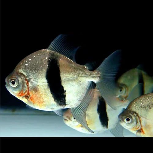 金龍魚和粗線混養好嗎圖片對比
