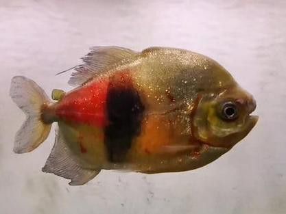 金龍魚和粗線混養好嗎圖片對比
