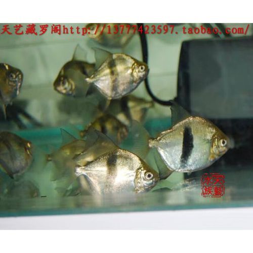 金龍魚和粗線混養好嗎圖片對比