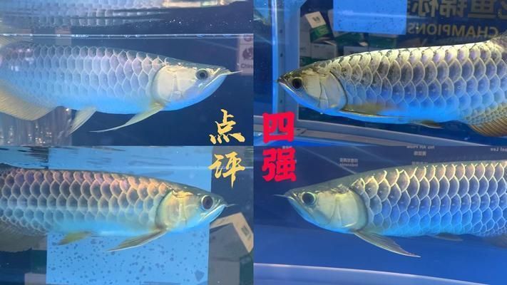 龍魚高背和過背哪個好，高背龍魚和過背龍魚的區別