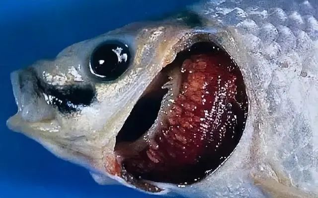 如何判斷龍魚充血是否傳染？ 如何判斷龍魚充血是否傳染？ 龍魚百科 第4張