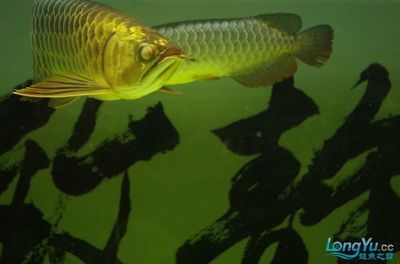 龍魚眼睛有血絲：龍魚眼睛出現(xiàn)血絲怎么辦 龍魚眼睛有血絲：龍魚眼睛出現(xiàn)血絲怎么辦 龍魚百科 第3張