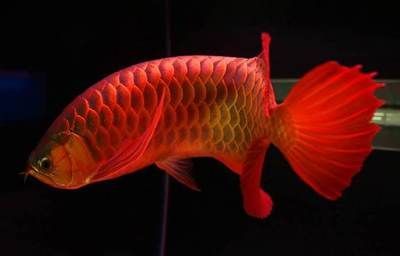紅龍魚對水溫的要求是多少攝氏度：紅龍魚對水溫的要求是多少 紅龍魚對水溫的要求是多少攝氏度：紅龍魚對水溫的要求是多少 龍魚百科 第2張