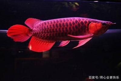 中國最貴的龍魚排名榜前十名（世界上最貴的龍魚品種） 中國最貴的龍魚排名榜前十名（世界上最貴的龍魚品種） 龍魚百科 第2張