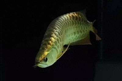 龍魚背部掉一片鱗【龍魚背部掉一片鱗可能是由于撈魚過程中的器械傷害】 龍魚背部掉一片鱗【龍魚背部掉一片鱗可能是由于撈魚過程中的器械傷害】 龍魚百科 第5張