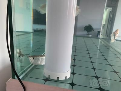龍魚食欲不振 不活潑怎么辦呢：龍魚食欲不振不活潑怎么辦