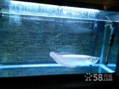 銀龍魚長到50公分需要多久（銀龍魚的生長速度因環(huán)境、飼養(yǎng)條件等因素而異）