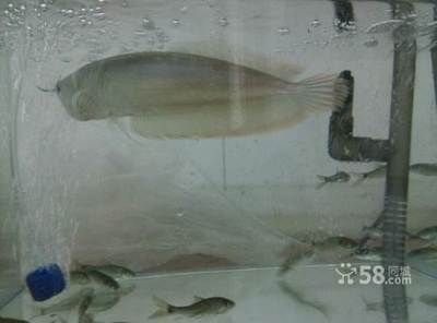 銀龍魚長到50公分需要多久（銀龍魚的生長速度因環(huán)境、飼養(yǎng)條件等因素而異）