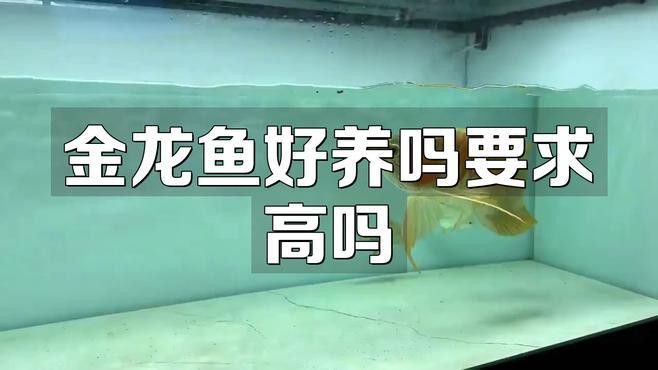 金頭過背金龍魚飼養難度如何？ 金頭過背金龍魚飼養難度如何？ 龍魚百科 第1張