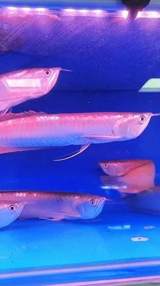 銀龍魚和什么魚混養好視頻教程圖片欣賞