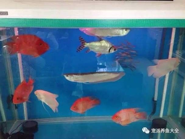 銀龍魚和什么魚混養好視頻教程圖片欣賞