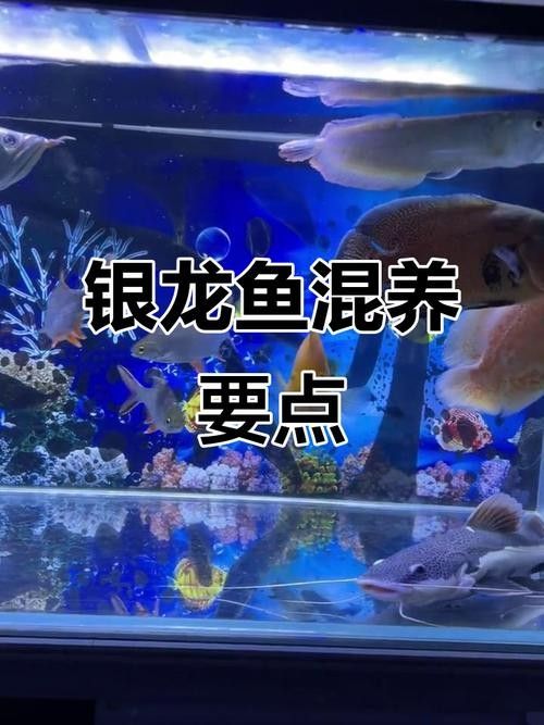 銀龍魚和什么魚混養好視頻教程圖片欣賞