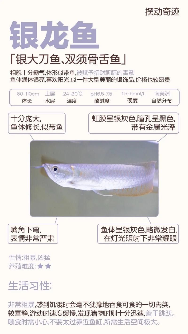 銀龍魚和什么魚混養好視頻教程圖片欣賞