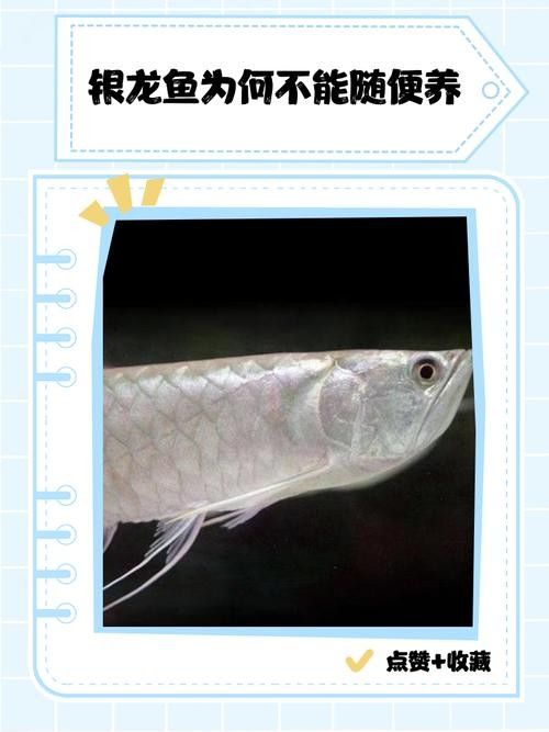 銀龍魚和什么魚混養好視頻教程圖片欣賞