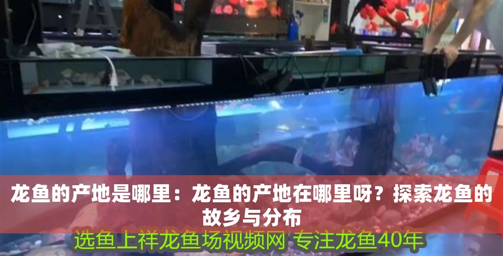 龍魚的產地是哪里：龍魚的產地在哪里呀？探索龍魚的故鄉與分布