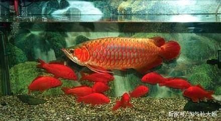 龍魚要求多少溫度養（銀龍魚和黑龍魚的水溫應控制在28-30攝氏度之間）