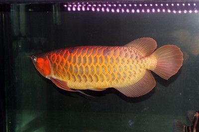 金龍魚(yú)和紅龍魚(yú)寓意一樣嗎：金龍魚(yú)和紅龍魚(yú)寓意一樣嗎？ 金龍魚(yú)和紅龍魚(yú)寓意一樣嗎：金龍魚(yú)和紅龍魚(yú)寓意一樣嗎？ 龍魚(yú)百科 第3張