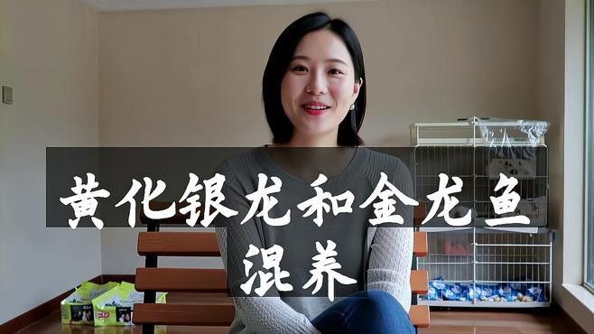 金龍魚和銀龍混養(yǎng)好不好看
