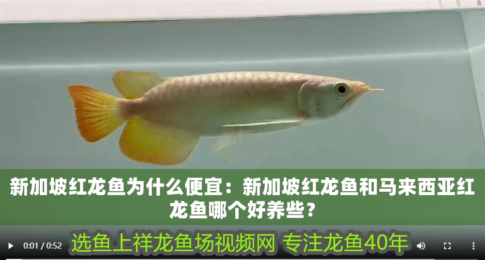 新加坡紅龍魚為什么便宜：新加坡紅龍魚和馬來西亞紅龍魚哪個好養些？