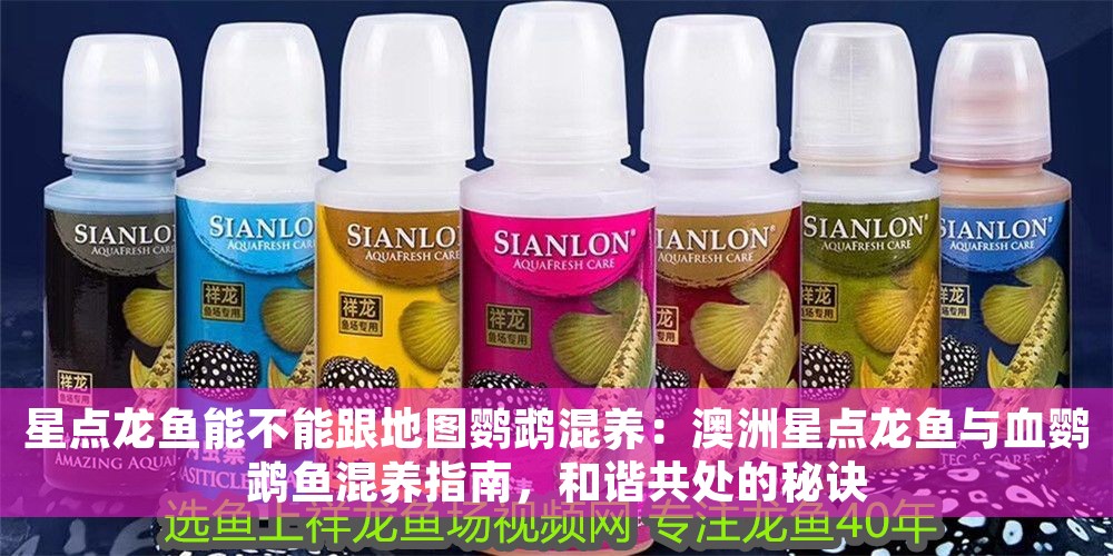 星點(diǎn)龍魚能不能跟地圖鸚鵡混養(yǎng)：澳洲星點(diǎn)龍魚與血鸚鵡魚混養(yǎng)指南，和諧共處的秘訣