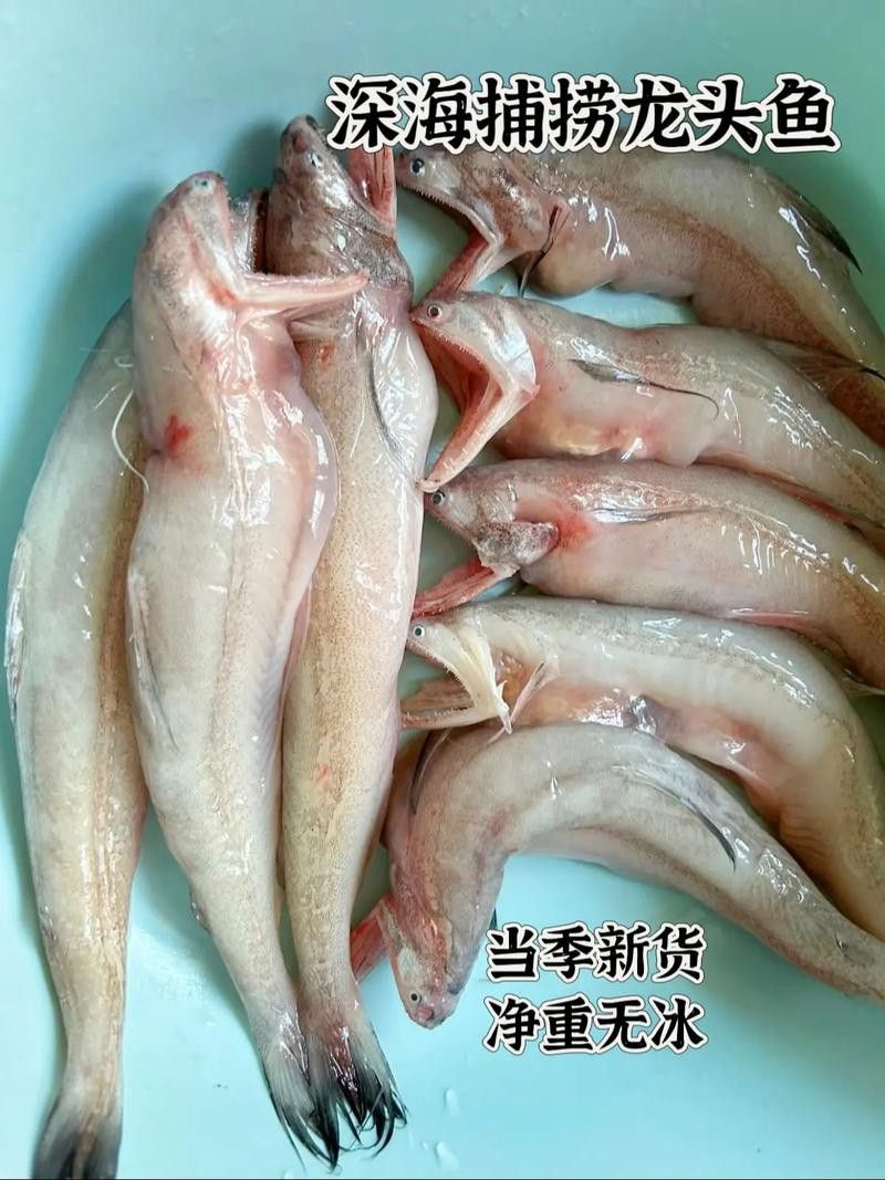 來龍魚是什么海鮮圖片大全