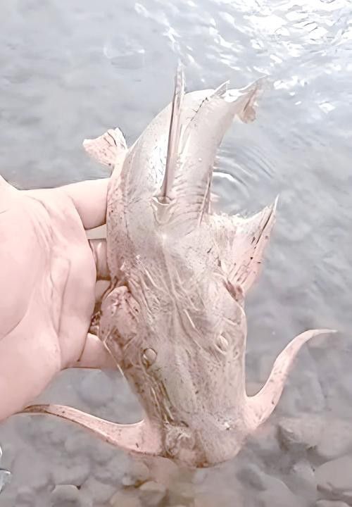 來龍魚是什么海鮮圖片大全