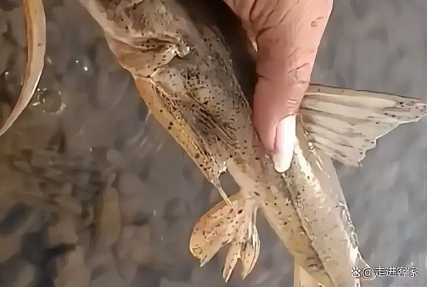 來龍魚是什么海鮮圖片大全