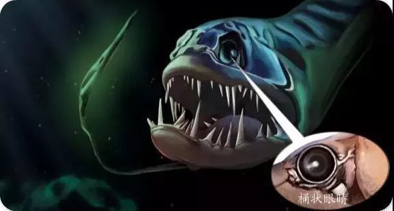 龍魚海魚：龍魚與海魚的區別