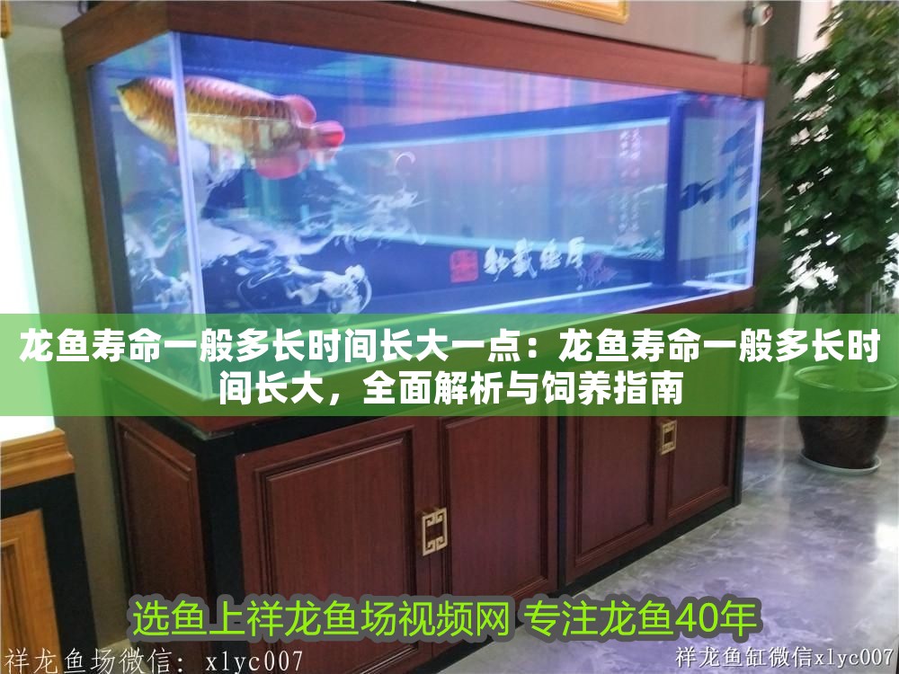 龍魚壽命一般多長時間長大一點:龍魚壽命一般多長時間長大,全面解析與飼養指南 龍魚百科 第1張 龍魚壽命一般多長時間長大一點:龍魚壽命一般多長時間長大,全面解析與飼養指南 龍魚壽命一般多長時間長大一點:龍魚壽命一般多長時間長大,全面解析與飼養指南 龍魚百科 第1張