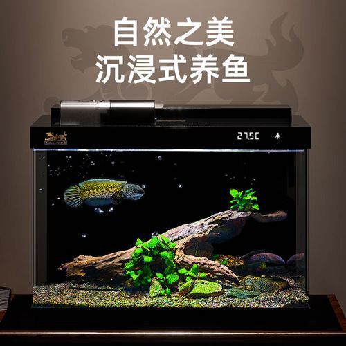 推薦幾款適合雷龍魚的魚缸