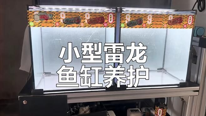 推薦幾款適合雷龍魚的魚缸
