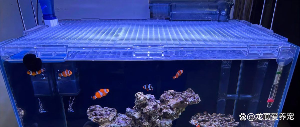 推薦幾款適合雷龍魚的魚缸