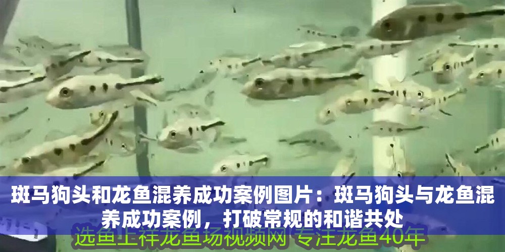 斑馬狗頭和龍魚混養成功案例圖片：斑馬狗頭與龍魚混養成功案例，打破常規的和諧共處