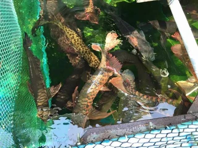 三條龍魚混養打架嗎（三條龍魚混養打架怎么辦） 三條龍魚混養打架嗎（三條龍魚混養打架怎么辦） 龍魚百科 第3張