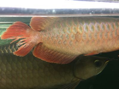 龍魚被咬掉了尾巴：龍魚尾巴被咬掉可能有多種原因
