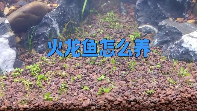 小火龍魚需要什么樣的水質？