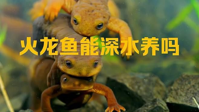 小火龍魚需要什么樣的水質？