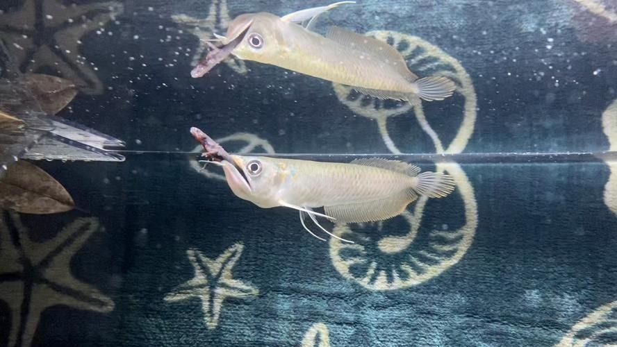 銀龍魚會吃小虎魚嗎圖片 銀龍魚會吃小虎魚嗎圖片 龍魚百科 第1張