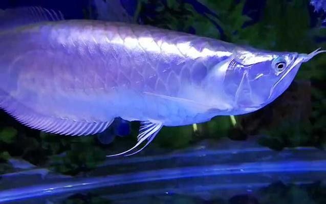 銀龍魚會吃小虎魚嗎圖片 銀龍魚會吃小虎魚嗎圖片 龍魚百科 第16張