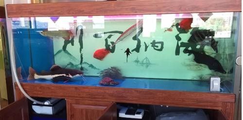 銀龍魚會吃小虎魚嗎圖片 銀龍魚會吃小虎魚嗎圖片 龍魚百科 第27張