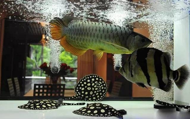 銀龍魚會吃小虎魚嗎圖片 銀龍魚會吃小虎魚嗎圖片 龍魚百科 第25張